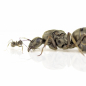Preview: Formica (Serviformica) cinerea